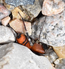 Castianeira alteranda