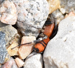 Castianeira alteranda