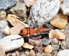 Castianeira alteranda