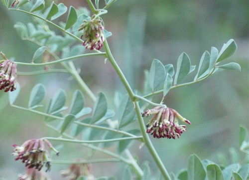 Hosackia crassifolia