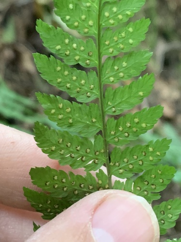 spreading wood fern