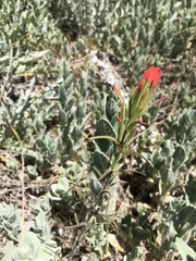 Castilleja minor