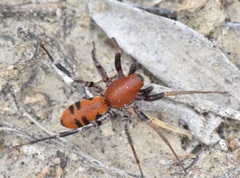 Castianeira alteranda