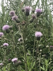 Cirsium