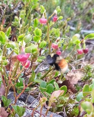 Bombus lapponicus