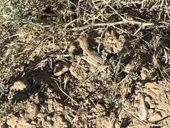 Uta stansburiana stansburiana