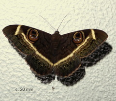Cyligramma latona