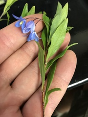 Billardiera heterophylla