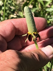 Ratibida columnifera