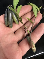 Billardiera heterophylla