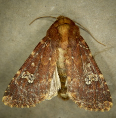 Sideridis congermana