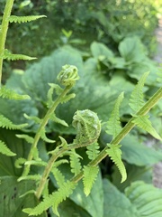 Deparia acrostichoides