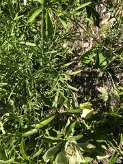 Ratibida columnifera