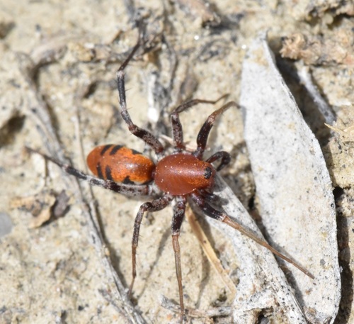 Prairie Antmimic Corinne Spider
