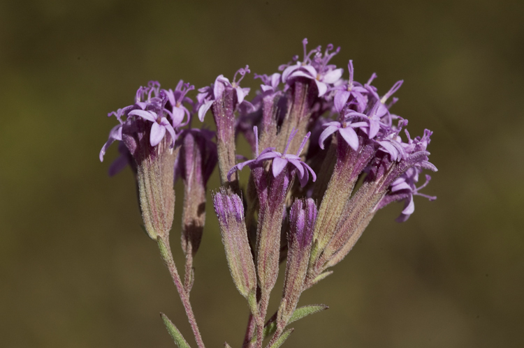Stevia viscida
