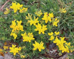 Lotus corniculatus