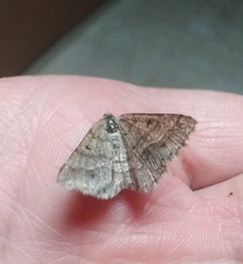 Isturgia murinaria