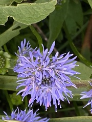 Jasione laevis