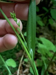 Carex hendersonii