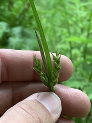 Carex hendersonii