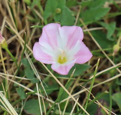 Convolvulus arvensis