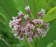 Asclepias syriaca