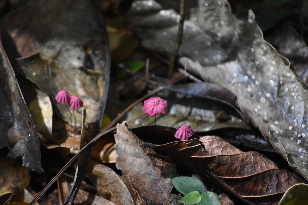 Marasmius haematocephalus · January 2021 · photo: © vero1304 (iNaturalist, cc-by-nc)