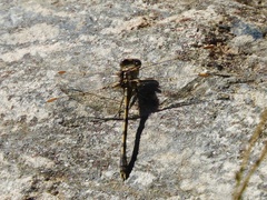 Progomphus joergenseni