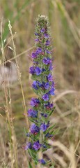 Echium vulgare