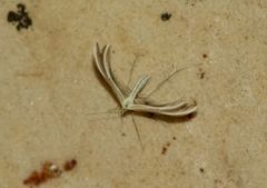 Merrifieldia malacodactyla