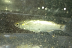 Planiliza subviridis