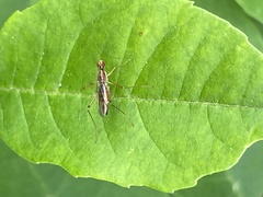 Compsobata