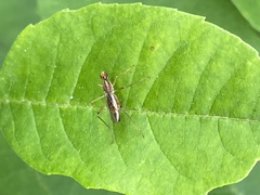 Compsobata