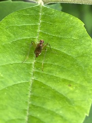 Compsobata
