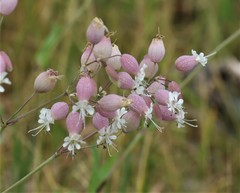 Silene vulgaris