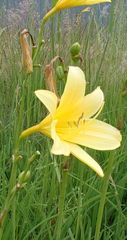 Hemerocallis lilioasphodelus