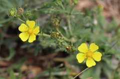 Potentilla argentea