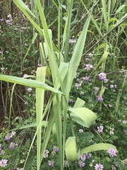 Phragmites australis