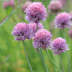 Allium schoenoprasum