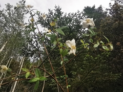Philadelphus microphyllus madrensis