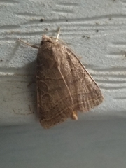 Ipimorpha pleonectusa