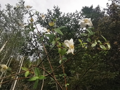 Philadelphus microphyllus madrensis