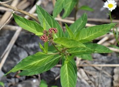 Asclepias incarnata