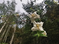 Philadelphus microphyllus madrensis