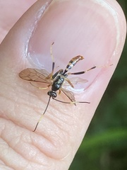 Polytribax contiguus