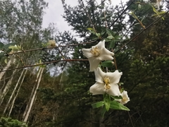 Philadelphus microphyllus madrensis