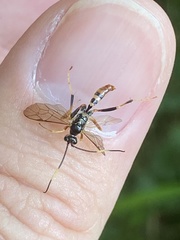Polytribax contiguus