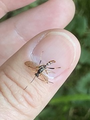 Polytribax contiguus