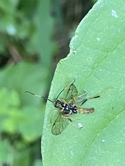 Polytribax contiguus