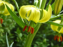 Lilium pyrenaicum